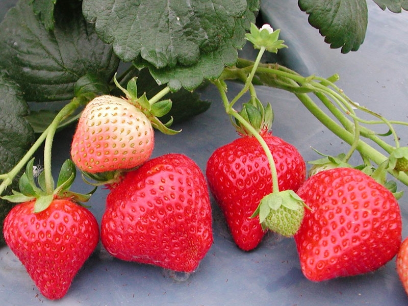 фламенко клубника