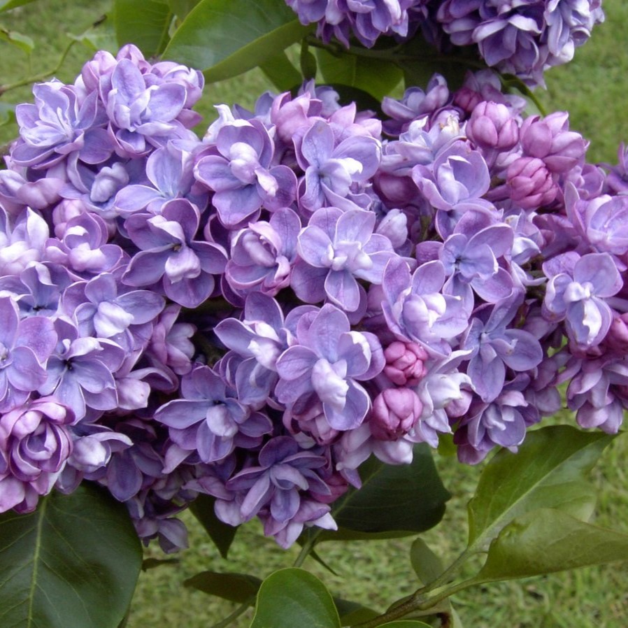 сирень Аугериус д Бусбек