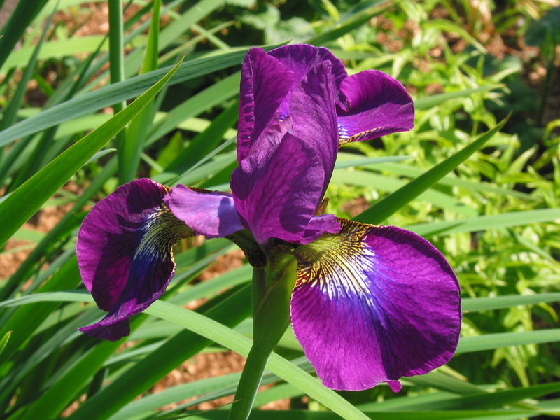 Ирис сибирский Эвен