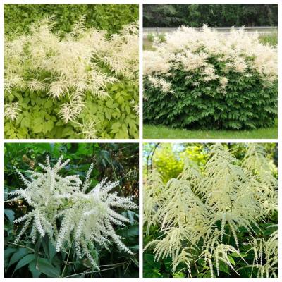 Волжанка двудомная в ассортименте микс