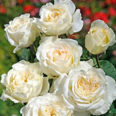 Роза чайно-гибрид. Ирина(бел.повторноцвет.)