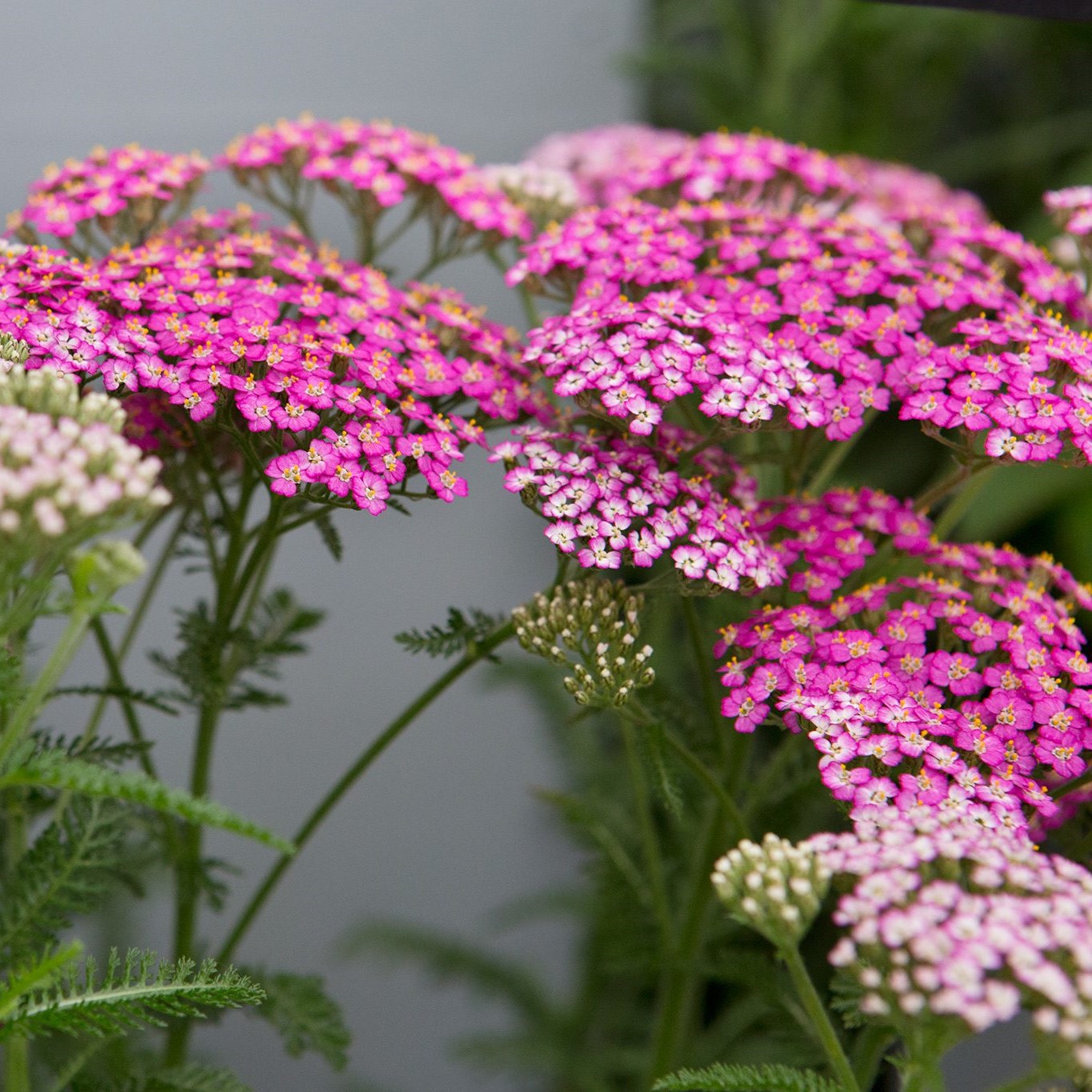 тысячелистник розовый