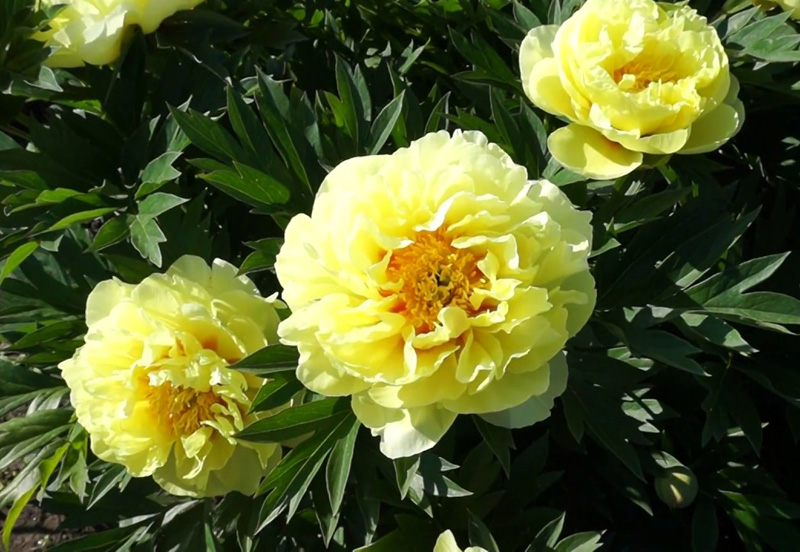 Пион ито-гебрид Бартзелла1