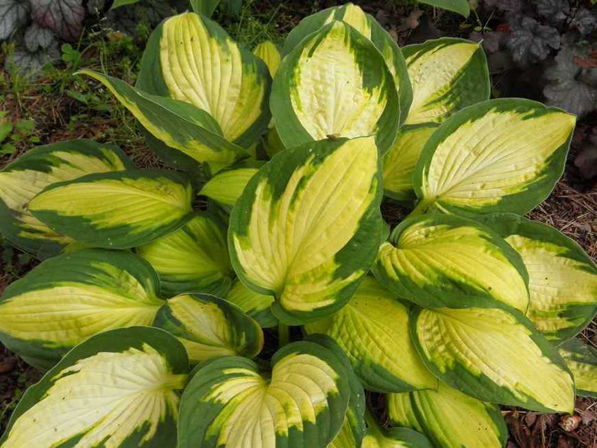 джоржия свихард