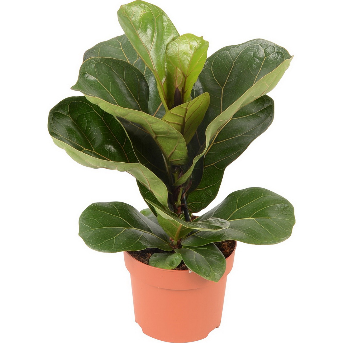 fikusliratabambino1200.jpg лирата Бамбино