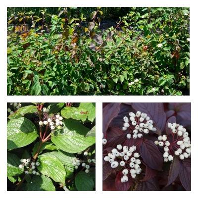 Дерн Сайббериан Перл