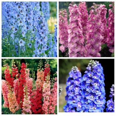 Дельфиниум  в ассортименте микс