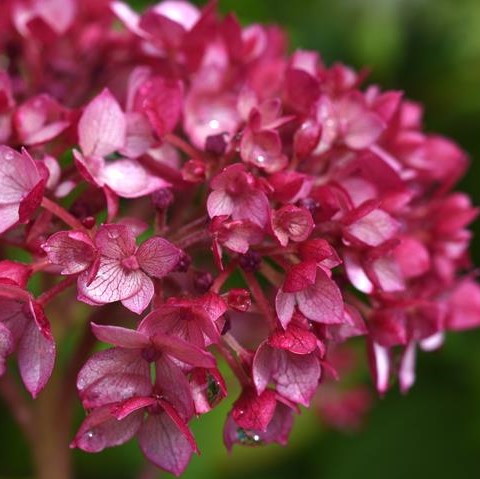 Гортензия древовидная Руби Аннабель_1