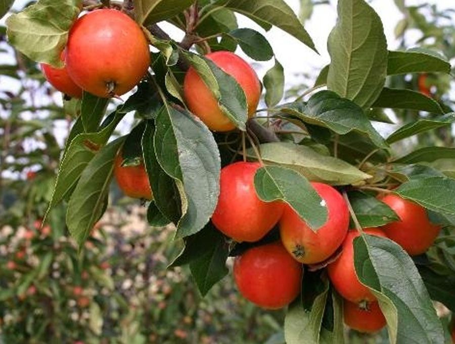 НоменклатураПрисоединенныеФайлы