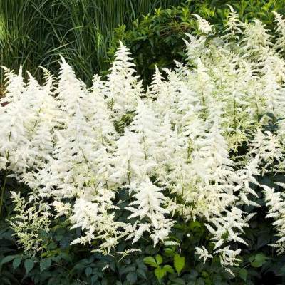 Астильба Арендса Хэппи Дэй (бел.)