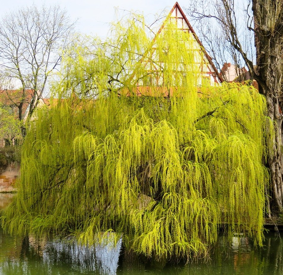 ива водопад