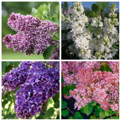 сирень сорт