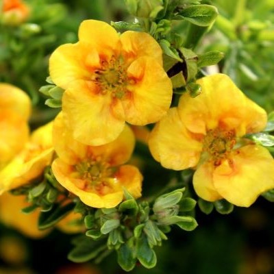 Лапчатка кустарниковая Манго Танго (оранж.)