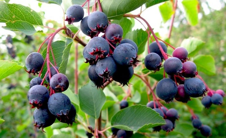 ирга канадская ламарка _