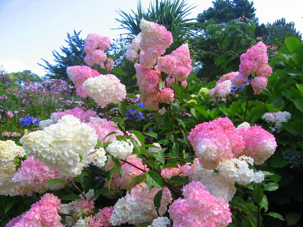 Гортензия Ванила фрайз_1