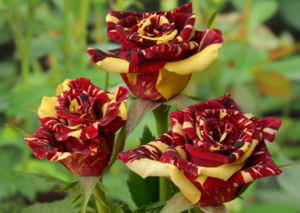 roza-floribunda-fokus-pokus