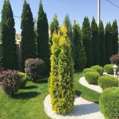 Туя западная Янтарь