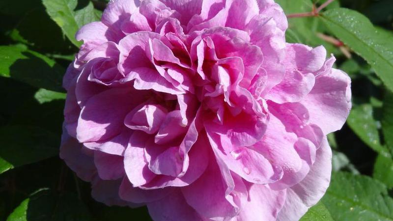 роза Тереза Багнет