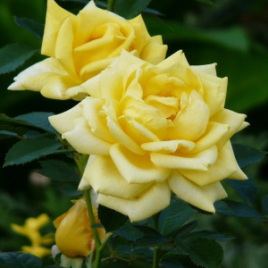 Роза Беролина
