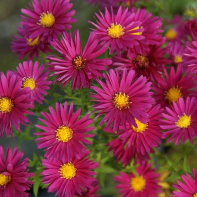 Астра новоанглийская Кримсон Брокад  (малин.красн.)