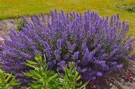 Без названия (6)