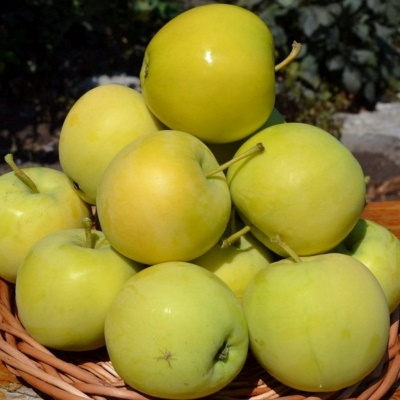 yablonya-papiroyantarnoe-46