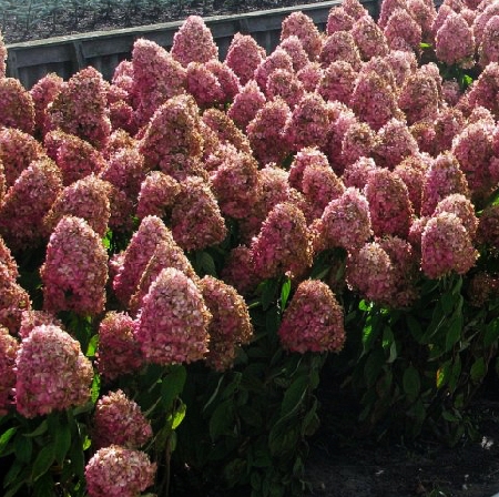 da60526c3c7dc3fd5027ac90f0d19421