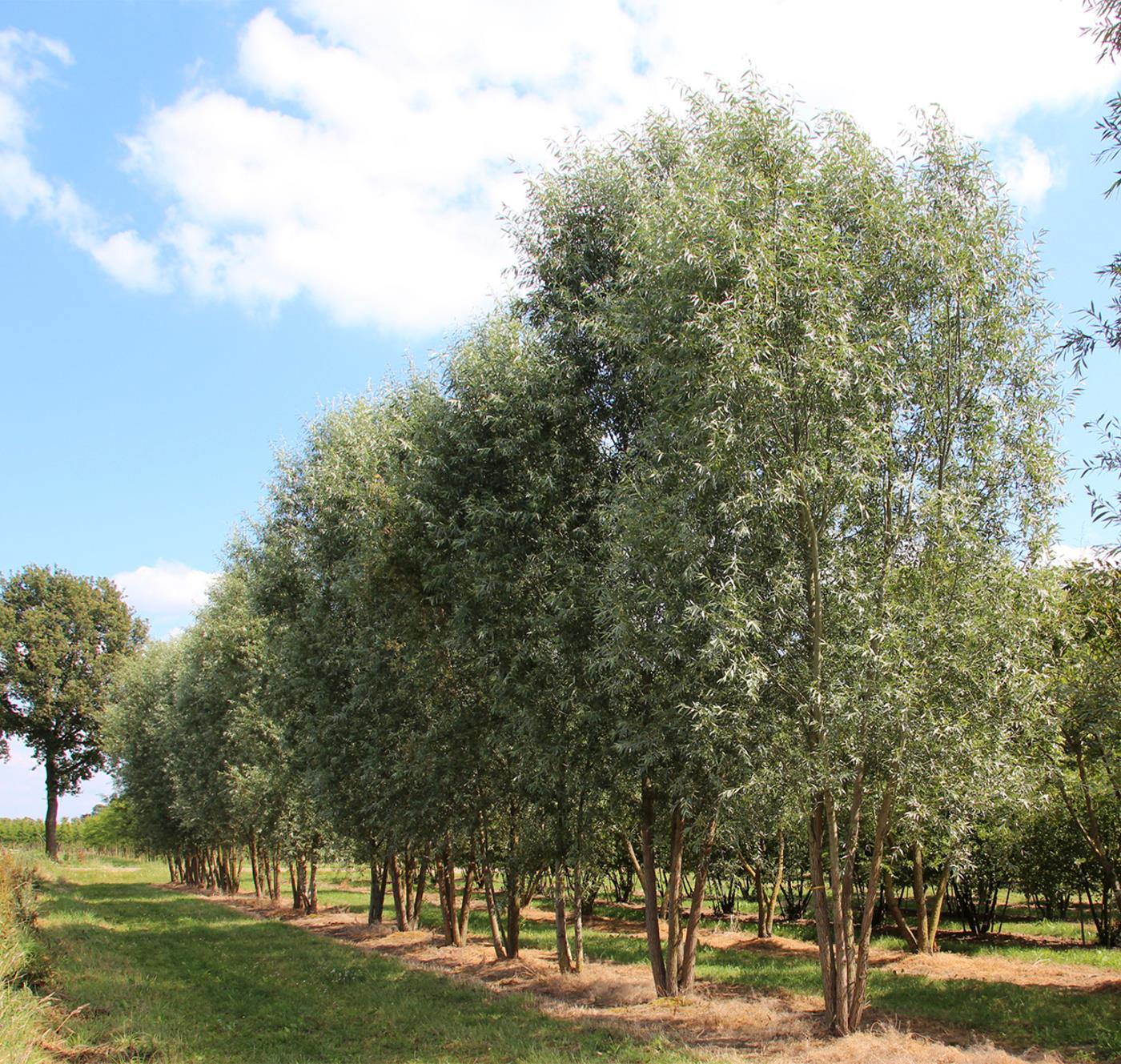 Ива Стрела Купидона