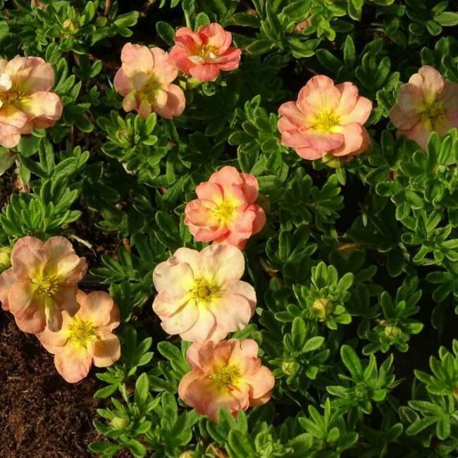 2617_auto_auto_jpg_5_80