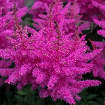 Астильба Арендса Аметист (светл-сирен.)