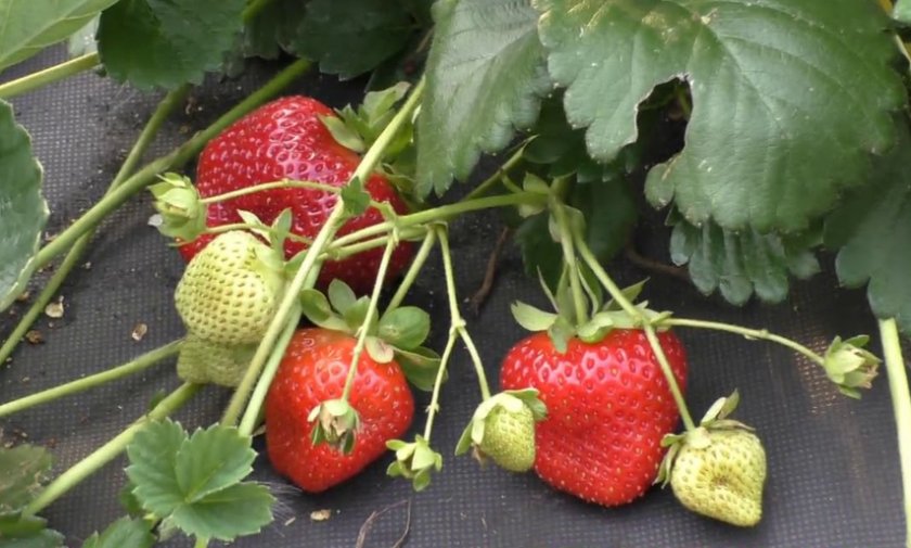 клубника сальса