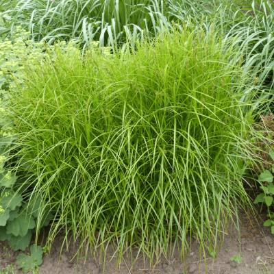 Осока пальмолистная