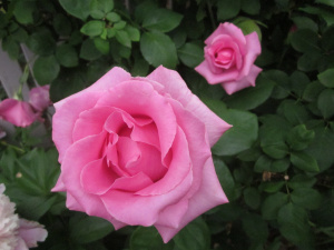 'The McCartney Rose' Hybrid Tea