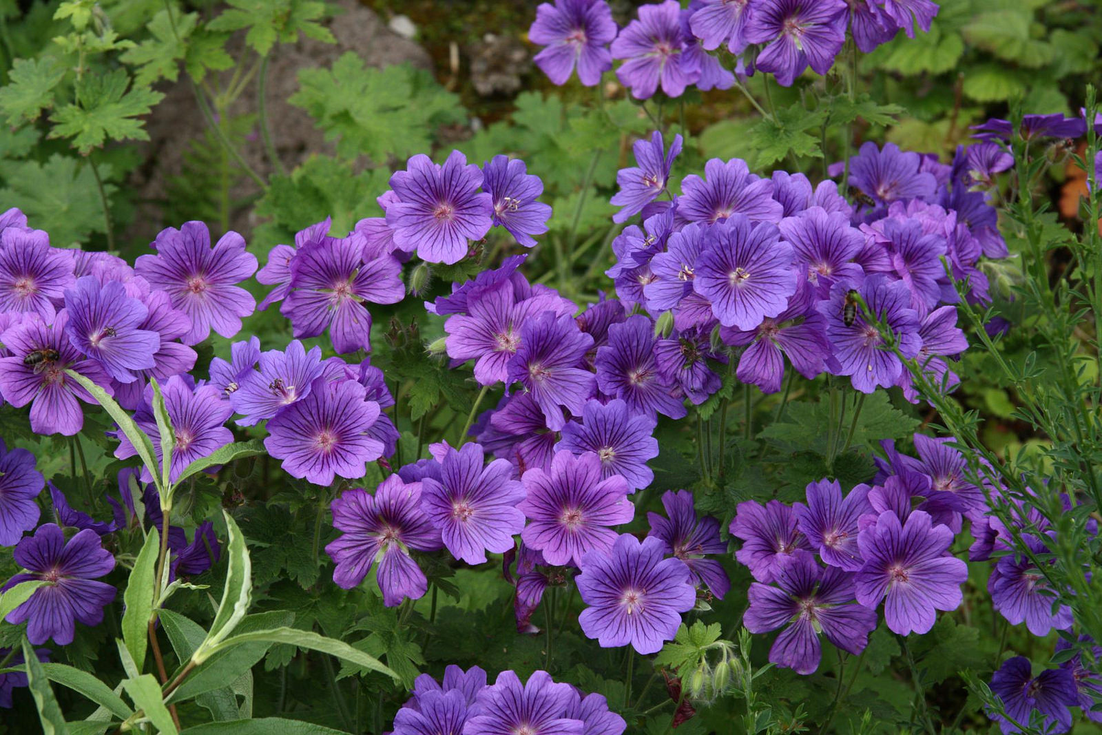 Герань великолепная Роземур