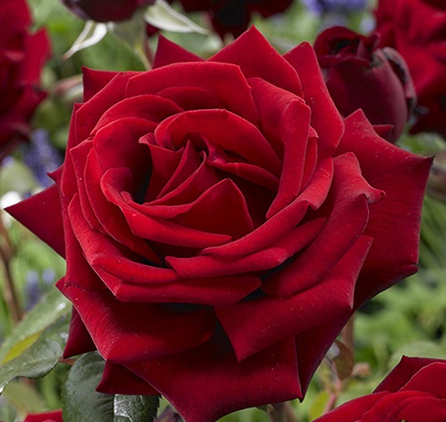 Роза мистер линкольн