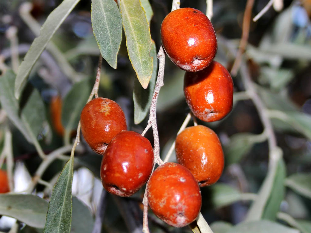 Лох узколистный_2