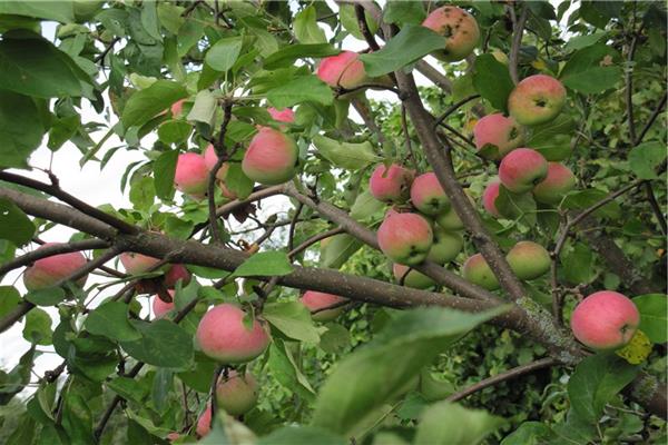 Яблоня полукарлик Утес _1