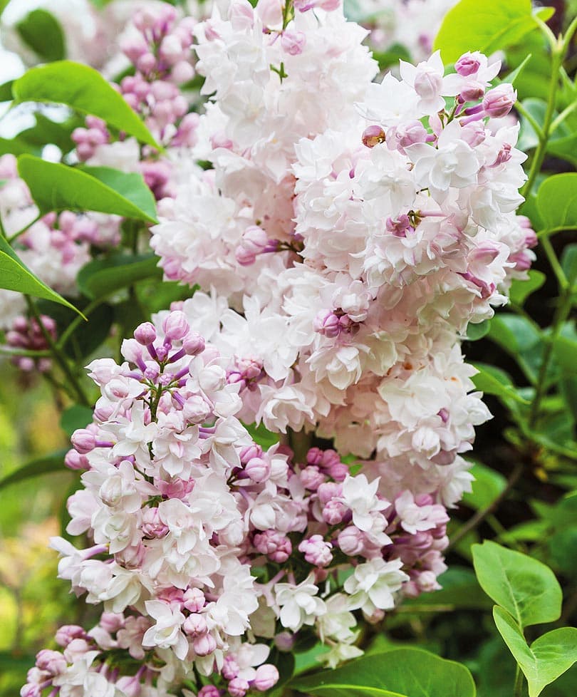 НоменклатураПрисоединенныеФайлы