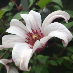 clematis-texensis-princess-kate
