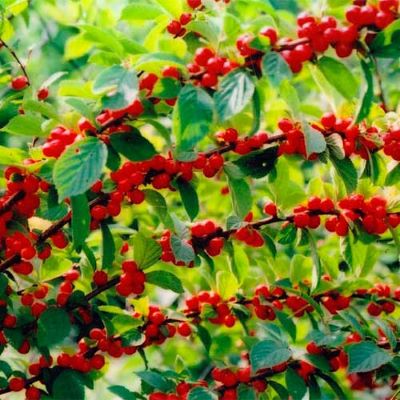 вишня войлочная_1