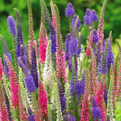 Вероника колосистая в ассортименте