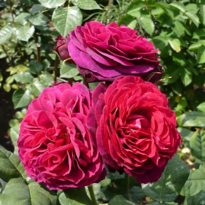 роза астрид графин