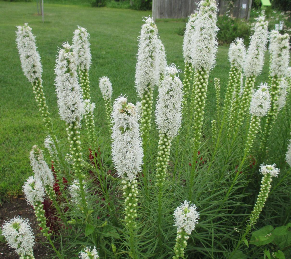 Лиатрис колосковый Альба_3