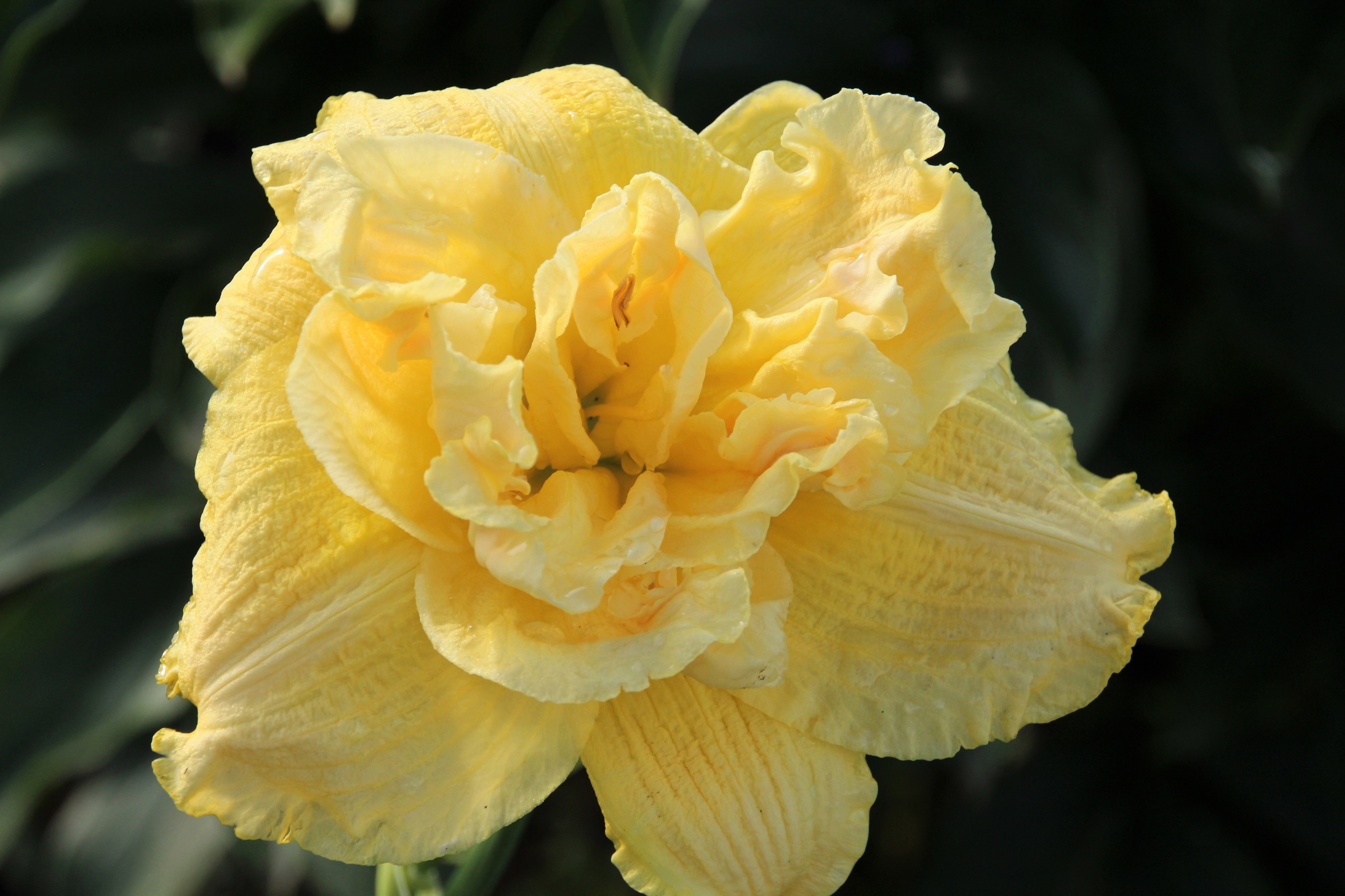 Йеллоу Субмарин