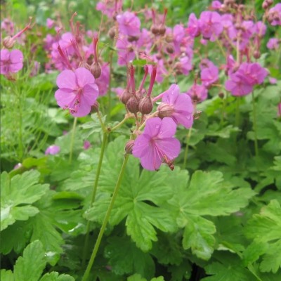 Герань крупнокорневищная
