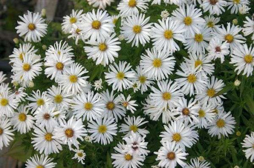 Астра кустарниковая Кристина_2