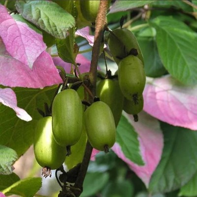 Актинидия коломикта Доктор Шимановский (ср.ср.созр.)