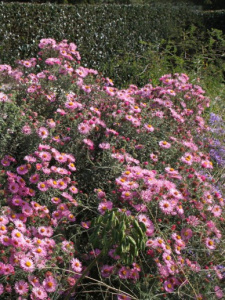aster_novae-angliae_rudelsburg_-_herfstaster