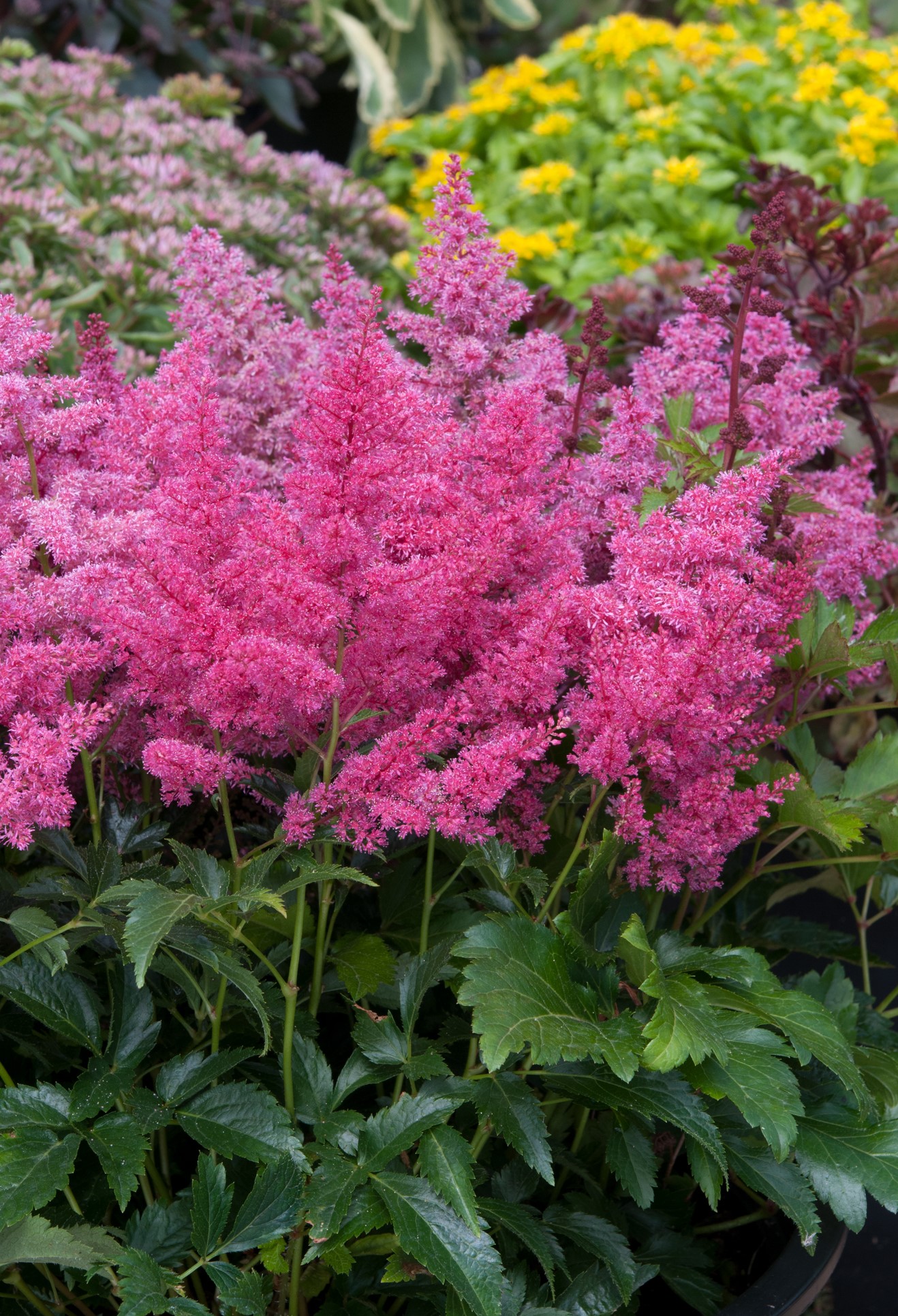 Astilbe-Astary-Rose