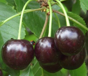 Черевишня Ночка